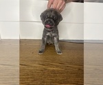 Puppy Puppy 1 Cane Corso