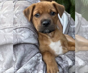 Mutt Dogs for adoption in Dana Point, CA, USA