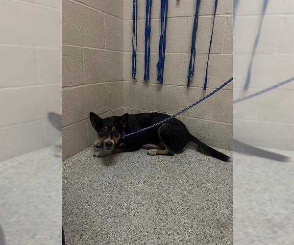 Medium Photo #1 American Pit Bull Terrier-Unknown Mix Puppy For Sale in Conroe, TX, USA