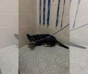 American Pit Bull Terrier-Unknown Mix Dogs for adoption in Conroe, TX, USA