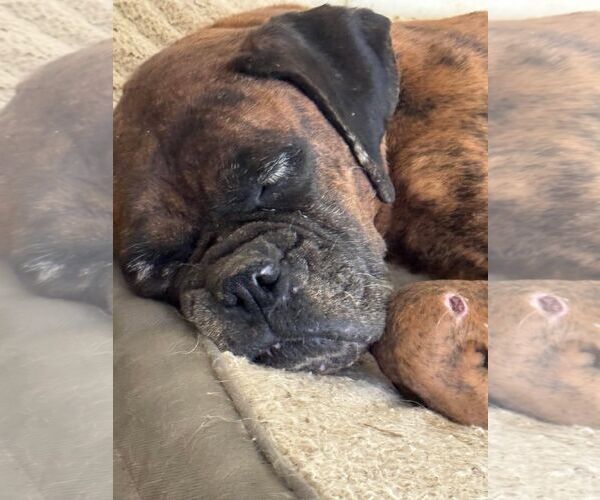 Medium Photo #11 Boxer Puppy For Sale in Burnsville, MN, USA