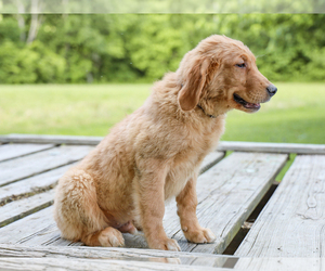 Golden Retriever Puppy for sale in LIBERTY, KY, USA