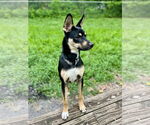 Small #6 German Shepherd Dog-Huskies  Mix