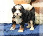 Small #1 Bernedoodle (Miniature)