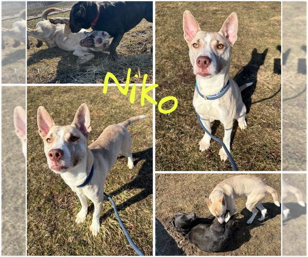 Medium Photo #2 American Staffordshire Terrier-Siberian Husky Mix Puppy For Sale in Pierceton , IN, USA