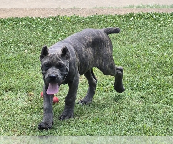 Medium Photo #2 Cane Corso Puppy For Sale in GAFFNEY, SC, USA