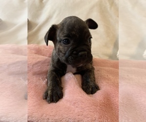 French Bulldog Puppy for sale in JOHNS ISLAND, SC, USA
