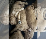 Small #12 Golden Retriever