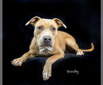 Small #1 Staffordshire Bull Terrier Mix