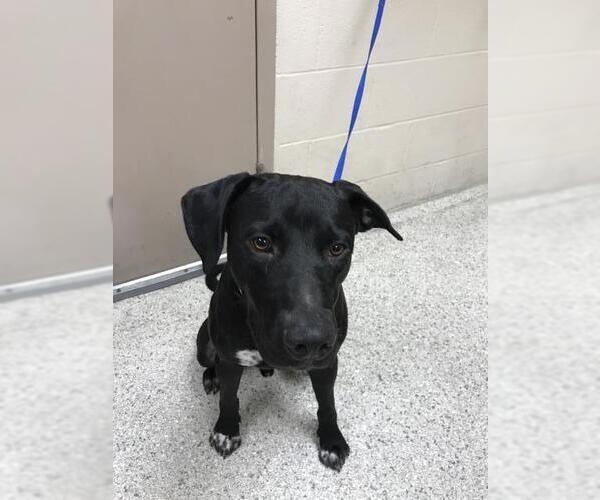 Medium Photo #1 Labrador Retriever-Unknown Mix Puppy For Sale in Conroe, TX, USA