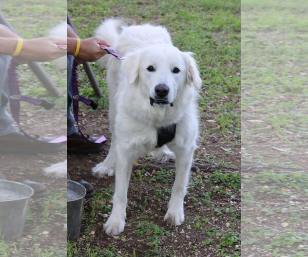 Medium Photo #2 Great Pyrenees-Unknown Mix Puppy For Sale in Bandera, TX, USA
