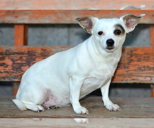 Chihuahua Dogs for adoption in West Valley, UT, USA
