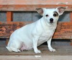 WINONA - Female Chihuahua Dog for Adoption - Small photo