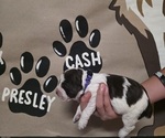 Small Photo #5 English Springer Spaniel Puppy For Sale in OCOEE, TN, USA