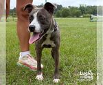 Small #2 Labrador Retriever Mix