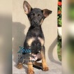 Small Photo #3 German Shepherd Dog Puppy For Sale in MIAMI, FL, USA
