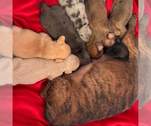 Dachshund Litter for sale in HEREFORD, AZ, USA