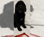 Small Photo #4 Poodle (Standard) Puppy For Sale in GARDEN CITY, KS, USA