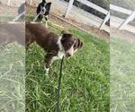 Small #1 Border Collie Mix