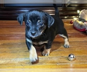 Chiweenie Puppy for sale in PETERSBURG, TN, USA