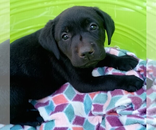 Medium Photo #5 Labrador Retriever Puppy For Sale in IONE, CA, USA