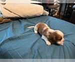 Small #2 Cavalier King Charles Spaniel