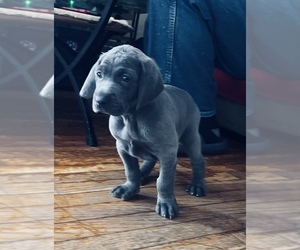 Weimaraner Puppy for sale in KETTERING, OH, USA