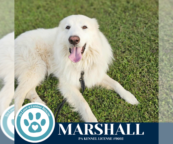 Medium Photo #4 Great Pyrenees-Kuvasz Mix Puppy For Sale in Kimberton, PA, USA