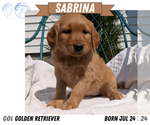Small #9 Golden Retriever