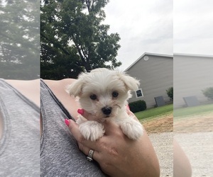 Maltese Puppy for sale in FREDONIA, KS, USA