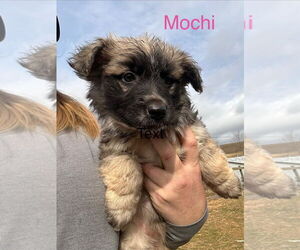 Basset Hound-Unknown Mix Dogs for adoption in Mouth Of Wilson, VA, USA