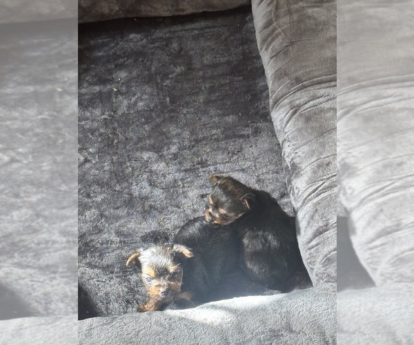Medium Photo #2 Yorkshire Terrier Puppy For Sale in DENHAM SPRINGS, LA, USA