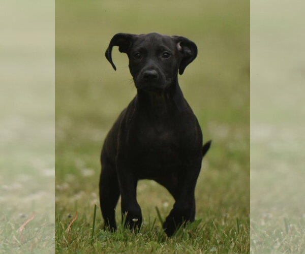 Medium Photo #5 Labrador Retriever-Unknown Mix Puppy For Sale in Mechanicsburg, PA, USA