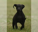 Small #4 Labrador Retriever Mix