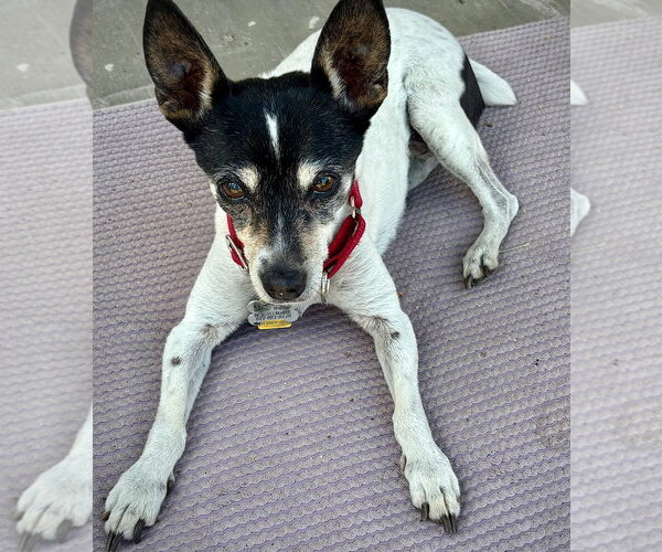 Medium Photo #2 Rat Terrier Puppy For Sale in Atlanta, GA, USA