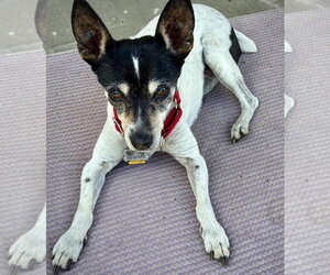 Sybil (OR) - Female Rat Terrier Dog for Adoption - Photo #2