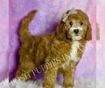 Small Photo #61 Goldendoodle (Miniature) Puppy For Sale in WARSAW, IN, USA