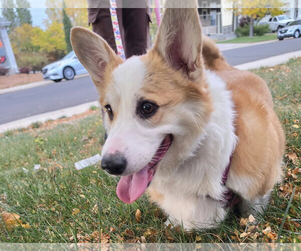Medium Photo #1 Mutt Puppy For Sale in Denver , CO, USA