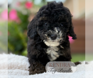 Poodle (Toy) Puppy for Sale in ELMHURST, Illinois USA