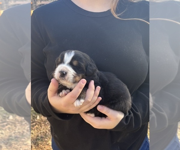 Medium Photo #5 Bernese Mountain Dog Puppy For Sale in SALISBURY, NC, USA