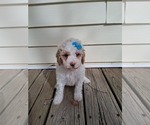 Small #23 Goldendoodle (Miniature)