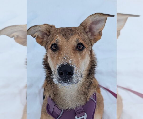 Medium Photo #9 Mutt Puppy For Sale in Evansville, IN, USA