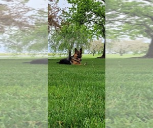 Mother of the German Shepherd Dog puppies born on 09/29/2025