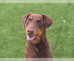 Small #1 Doberman Pinscher Mix