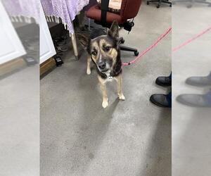 German Shepherd Dog-Siberian Husky Mix Dogs for adoption in Forestville, MD, USA