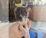 Small #1 American Pit Bull Terrier-American Staffordshire Terrier Mix