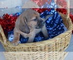 Small #1 Puggle