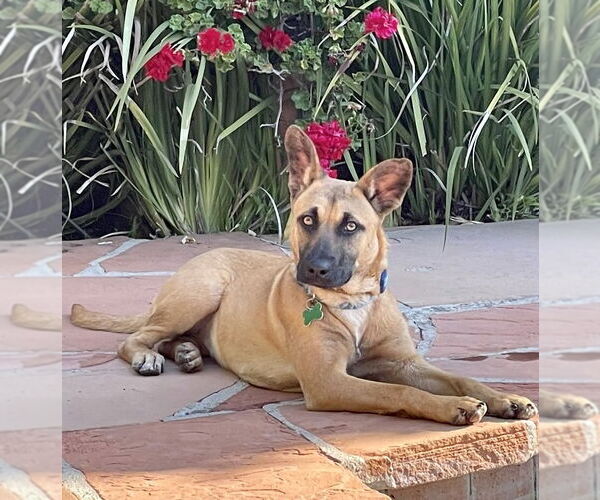 Medium Photo #3 Mutt Puppy For Sale in Dana Point, CA, USA