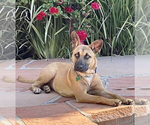 Missy - Female Mutt Dog for Adoption - Photo #3
