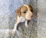 Puppy Bruce Banner American Bully
